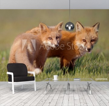 Picture of Animal Friends Two young Foxes playing together in field
